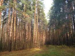 Поход выходного дня по болотам Подмосковья